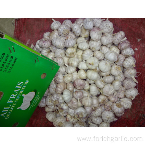 Normal Garlic Fresh New Crop